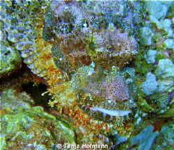 Close up of a scorpion fish in Marsa Alam Egypt by Tanja Hofmann 